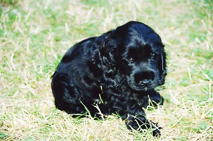 Black Cocker Spaniel