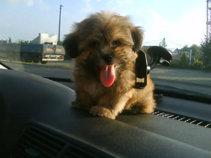 Havaneese Mix Puppy