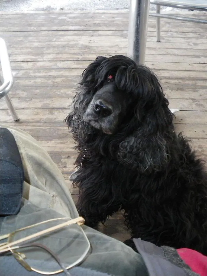 Ted The Cocker Spaniel.