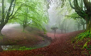 The Forest Maravillador