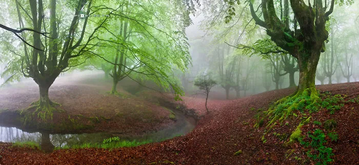 The Forest Maravillador