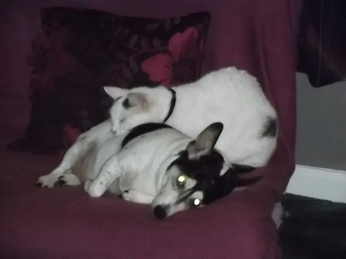 80 Cats Who Use Dogs As Pillows