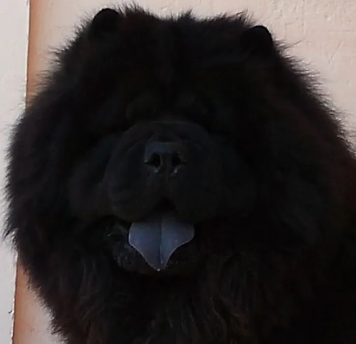 No Es Un Terranova Es Un Chow. Tyson 3 Años Después.
