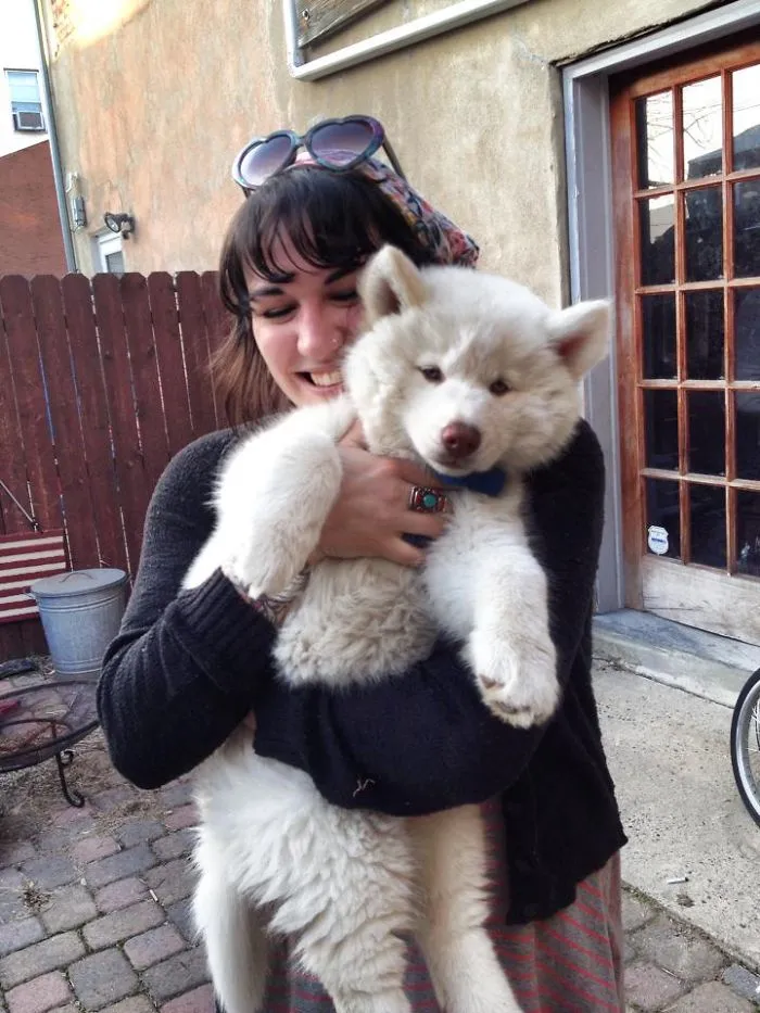 Siberian Husky