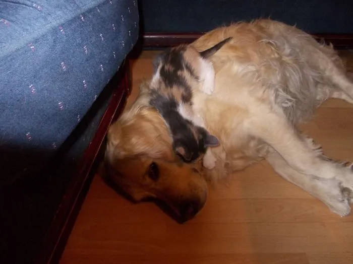 80 Cats Who Use Dogs As Pillows