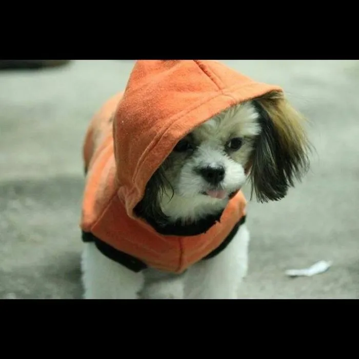 Princess Shih Tzu