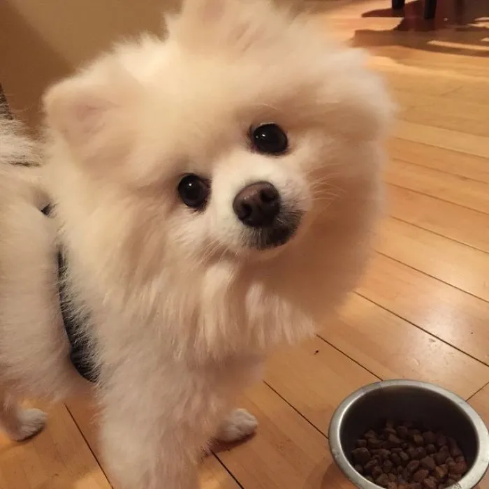 His Name Is Dimsum!