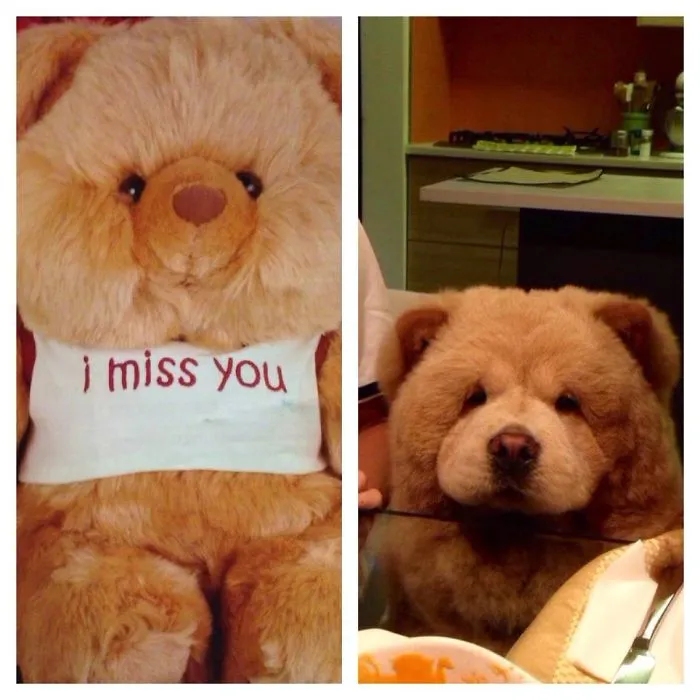 Chowderthebeardog