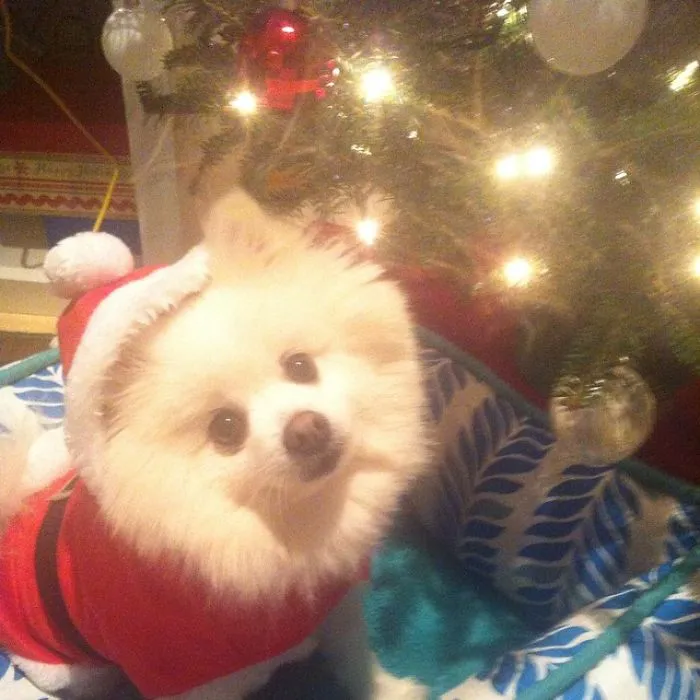 His Name Is Dimsum