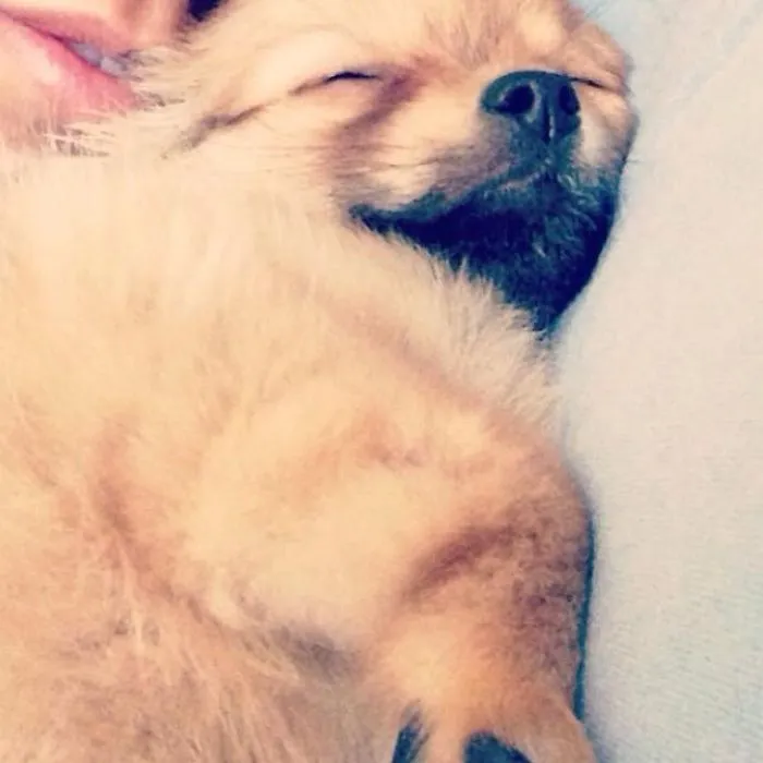 Long Haired Chihuahua Mixed Pomeranian Puppy