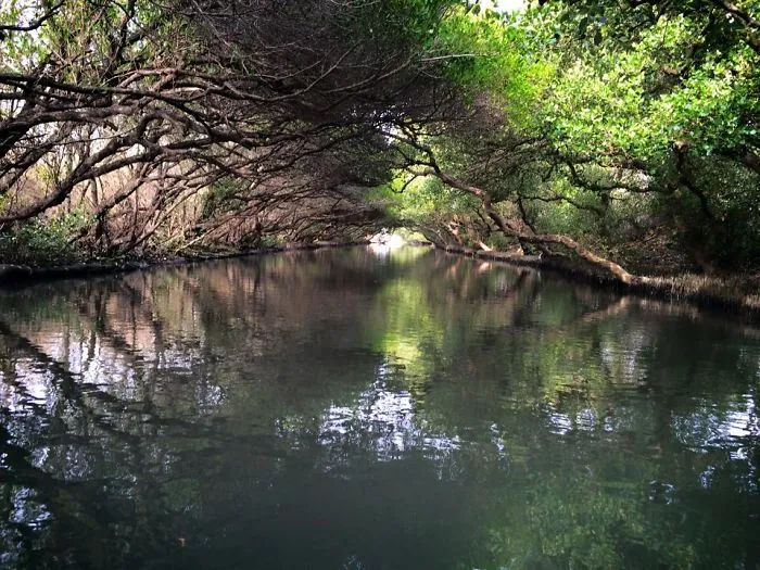 Spring In Taiwan