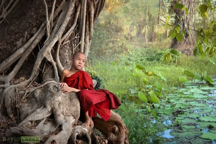 Novice Monk On Old Tree
