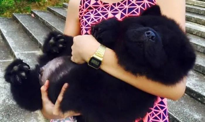 "bubu" Baby Chow Chow