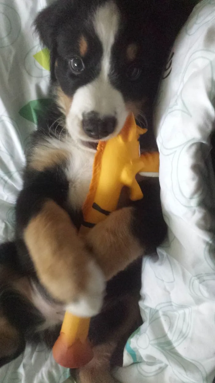 Bernese Mou Zntain Dog
