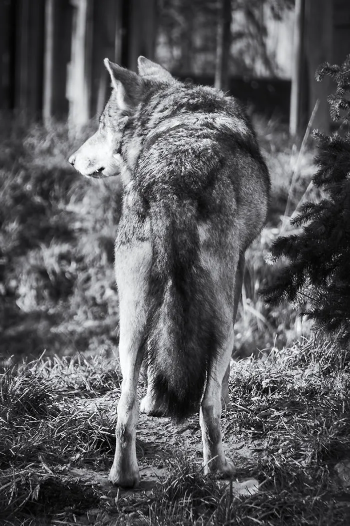 Will The Wolf Survive?