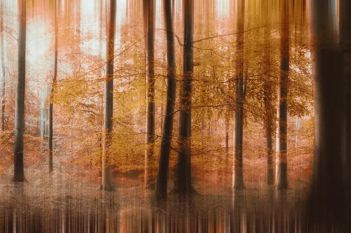 Illusion Forest, France