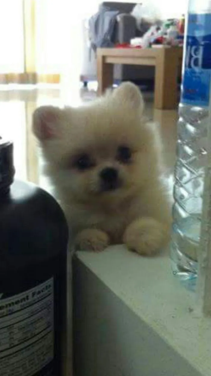 Little Pomeranian Named Jubei