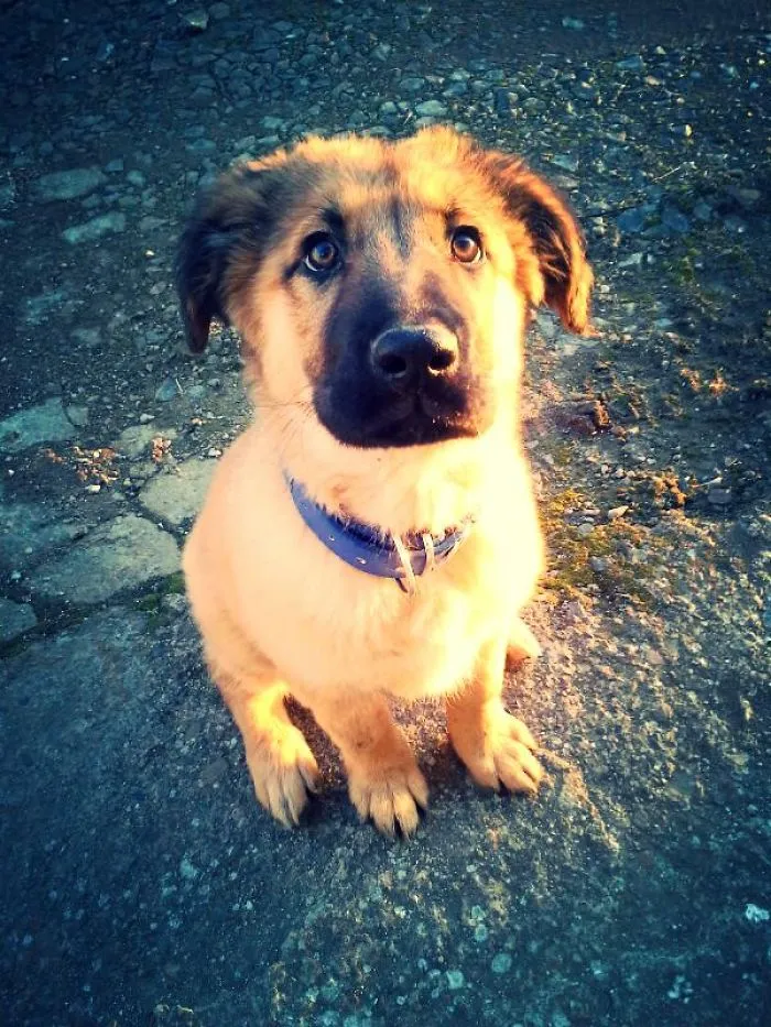 Molly Is My Little Dog