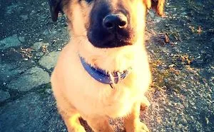 Molly Is My Little Dog