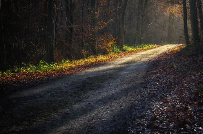 The Mysrerious Way On Forest Halatte, France