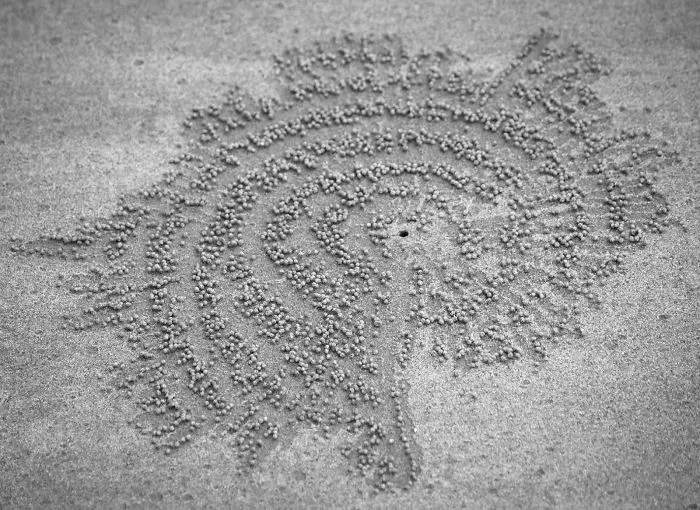 Perfectionist Crabs In Koh Jum, Thailand