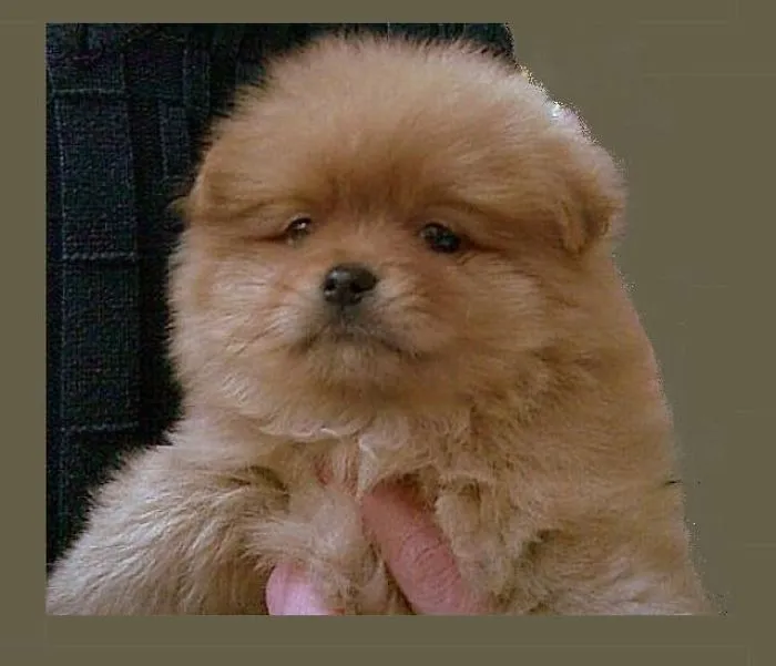 Ted Pomeranian