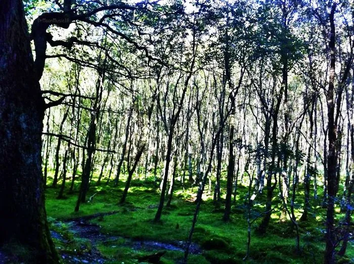 Glowing Trees, Glendalough, Wicklow, Ireland
