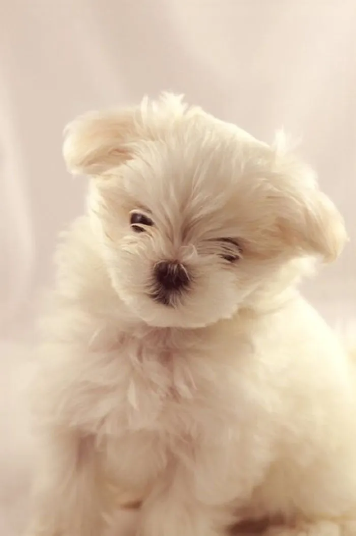 Maltese