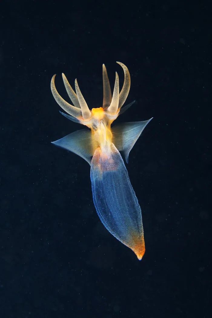 Evil King Of The Abyss