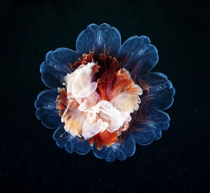 Post Your Best Photos Of Unseen Underwater World