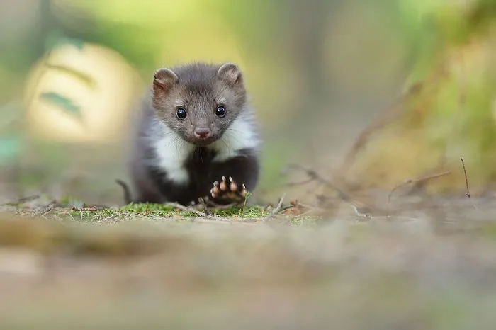 Weasels & Martens
