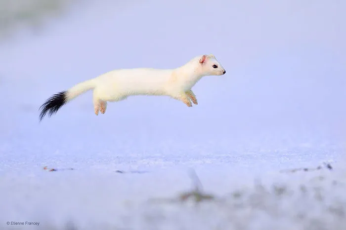 Weasels & Martens