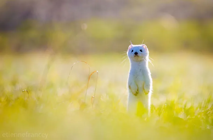 Weasels & Martens