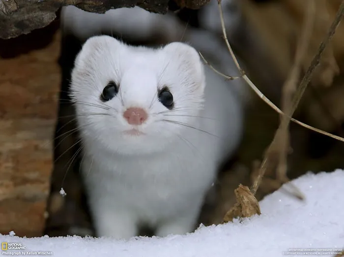 Weasels & Martens