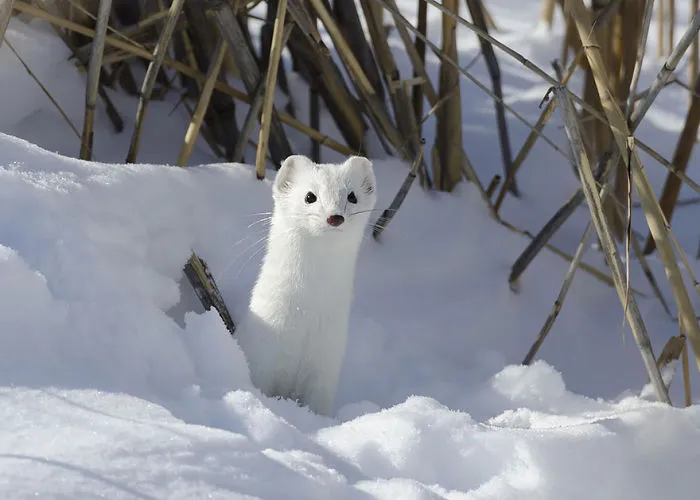 Weasels & Martens