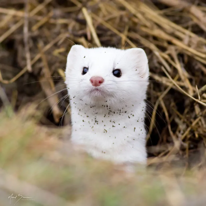 Weasels & Martens