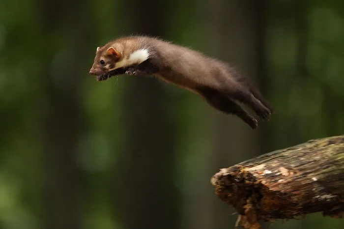 Weasels & Martens