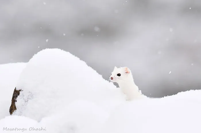 Weasels & Martens