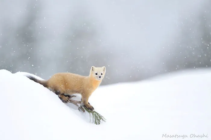 Weasels & Martens