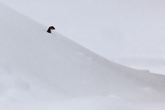 Weasels & Martens