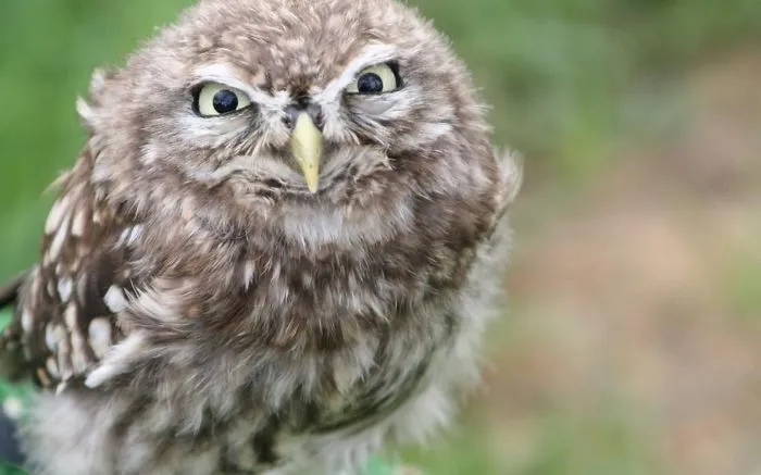 112 Majestic Owls Caught On Camera