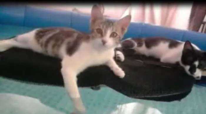 73 Crazy Cats That Actually Love Water