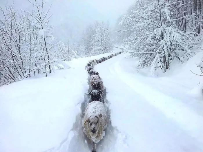 Sheep Trail