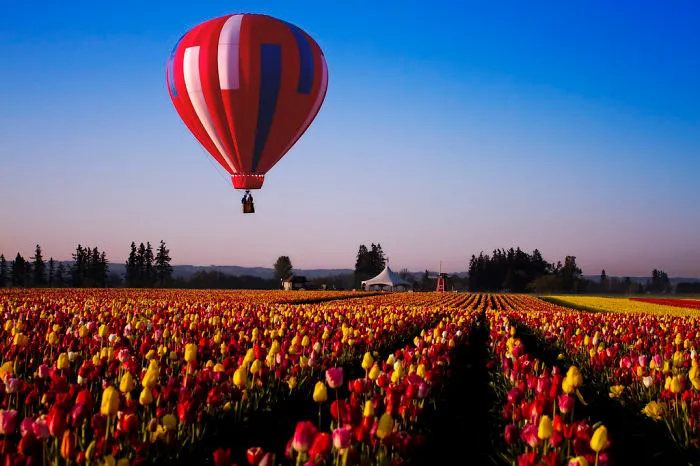 Skagit Valley Tulip Festival, Usa