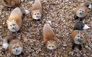 Fox Village In Japan Is Probably The Cutest Place On Earth