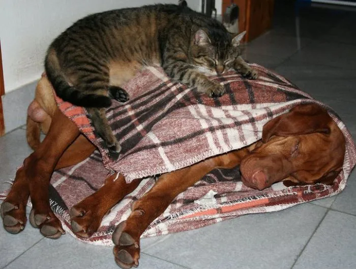80 Cats Who Use Dogs As Pillows