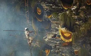 Honey Hunters In Nepal