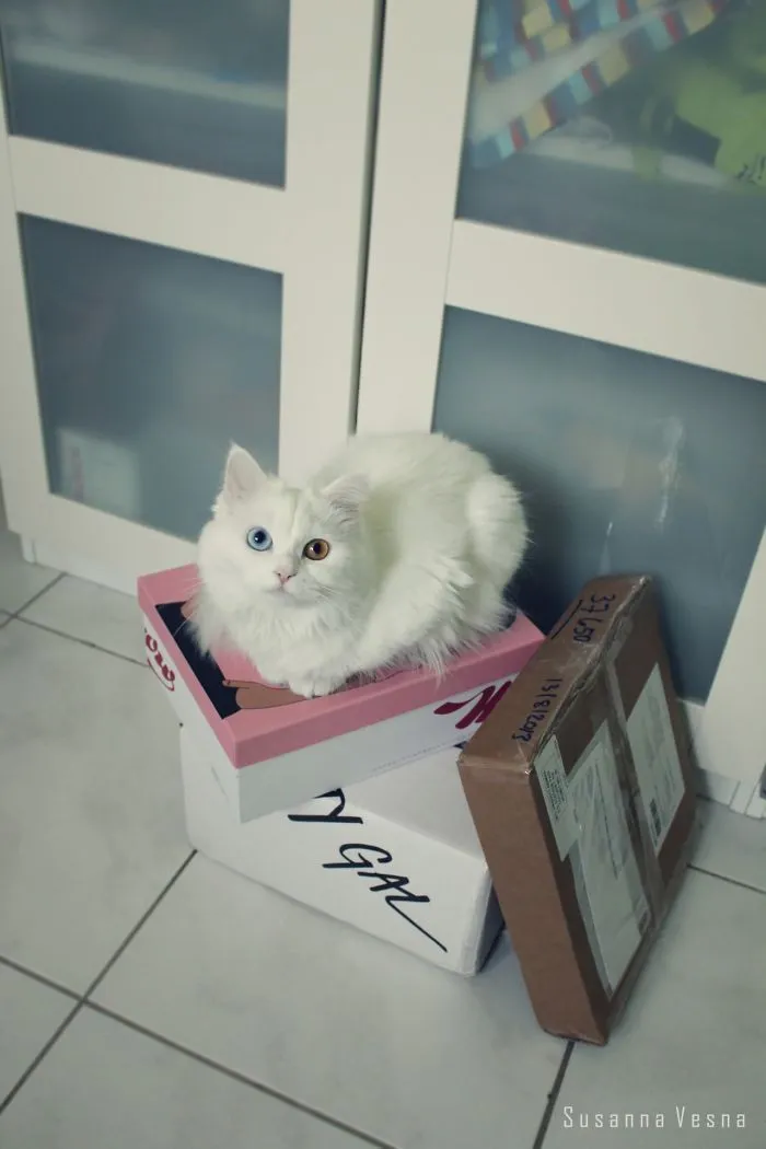Arabella Cat
