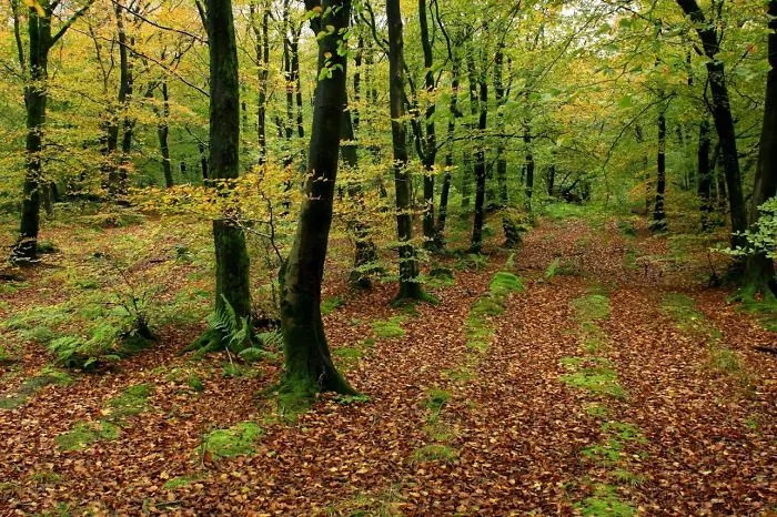 Beacon Hill Wood, Somerset, Uk