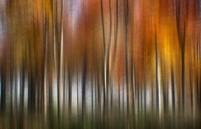 Oak Trees, North Dorset.